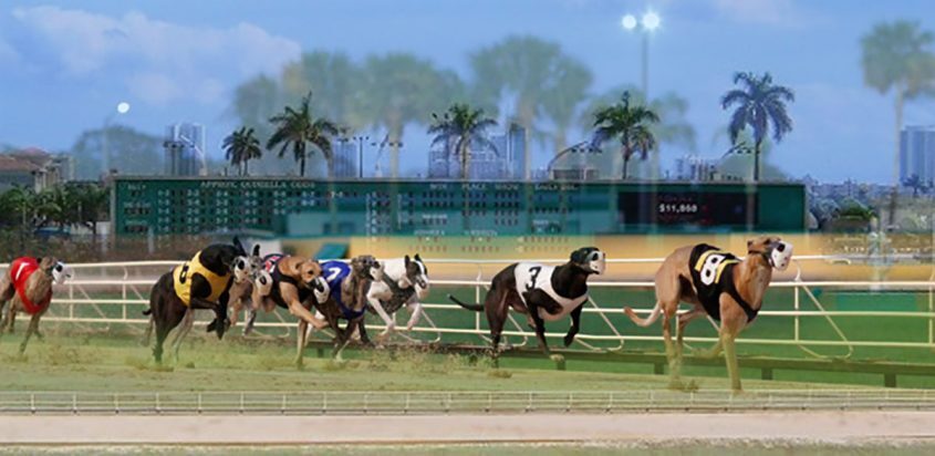 Greyhound Race Track